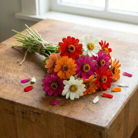 AAS Mix Profusion, Zinnia Seeds